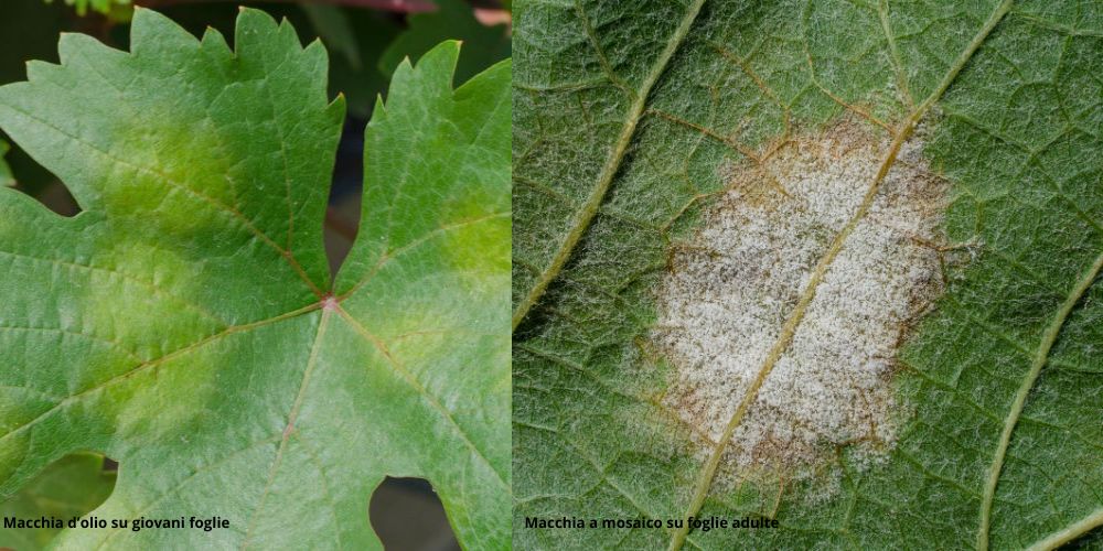 peronospora-sintomi-si-foglia